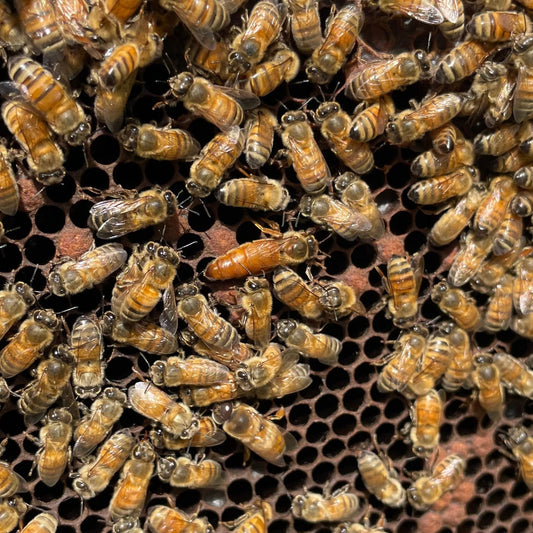 The Queen Bee: Mother, Monarch and Heart of the Hive
